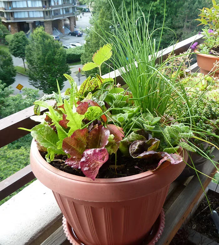 How and Why We Grow Lettuce in Containers