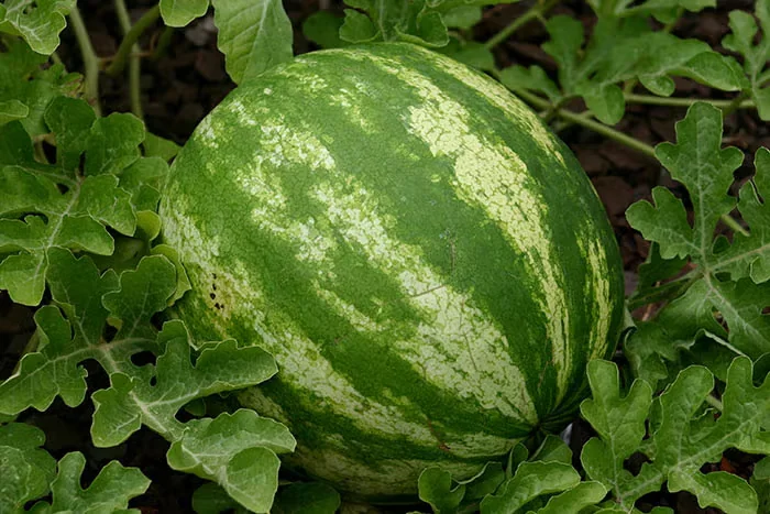 How to Grow Watermelon in the North