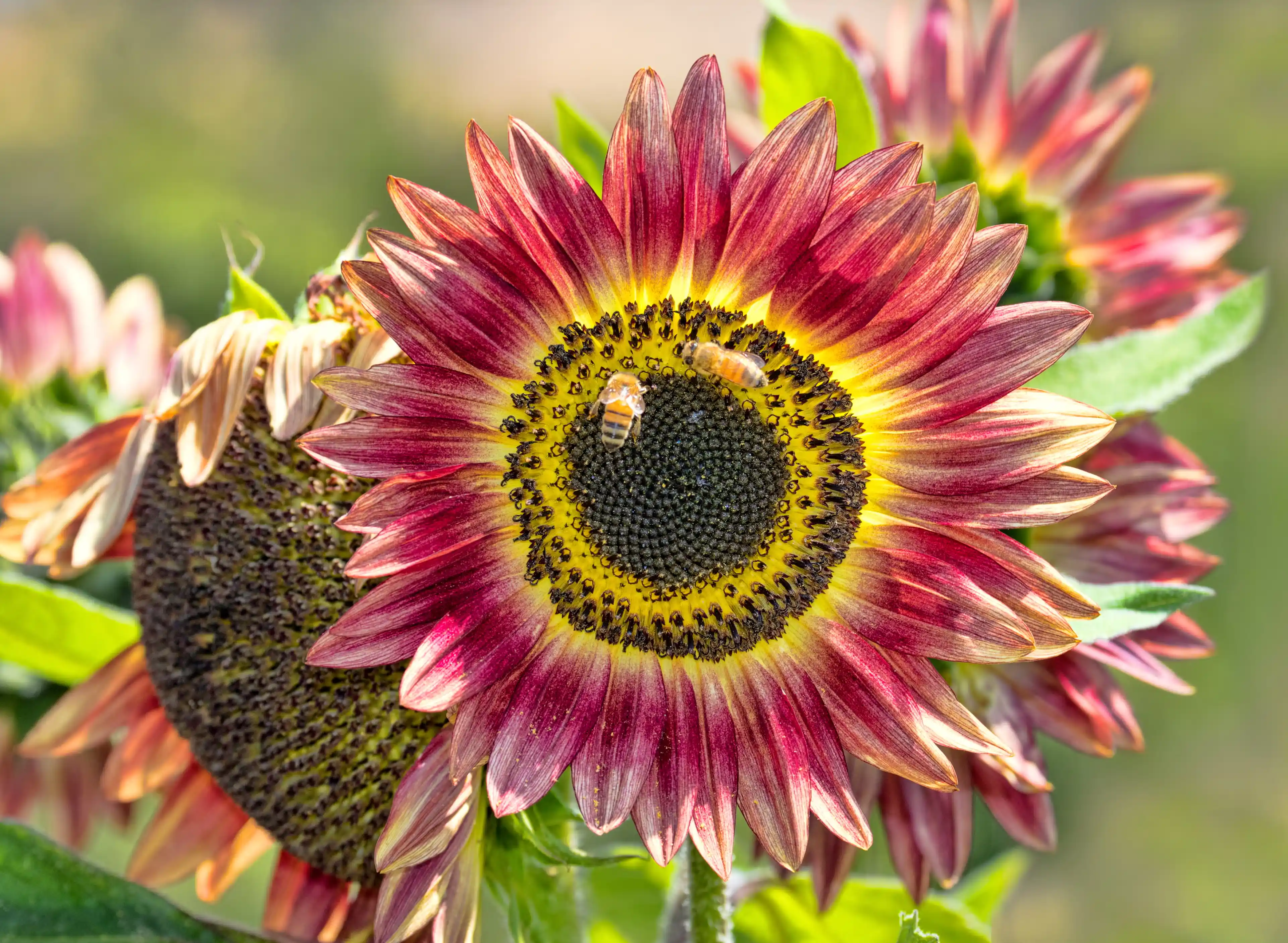 How to Save Your Summer Garden from a Slow Death