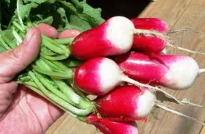 Is Growing Radishes Really So Easy?