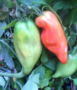 Jersey Devil Tomatoes Are Perfect for Canning