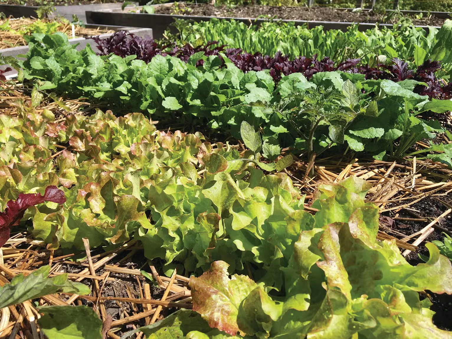 Mulching Your Vegetable Garden: What and When
