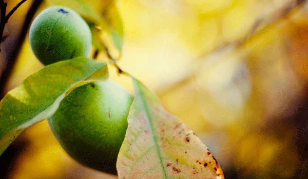 Native Fruits for the Edible Landscape