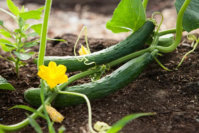 Niki Jabbour's Tips for When to Harvest Vegetables