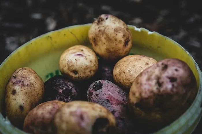 Freshly dug potatoes