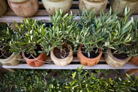 Olive Tree Care: How to Grow Olives at Home