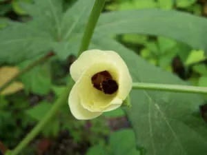 Plan, Plant and Grow an Invisible Edible Garden