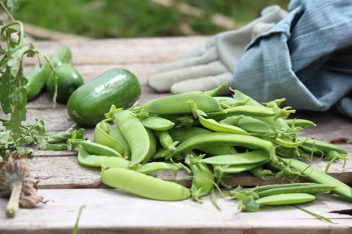 Plan Ahead for Your Vegetable Garden: 5 Tips