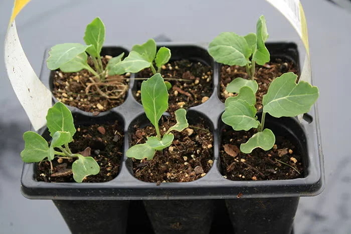 Broccoli seedlings are ready to transplant.