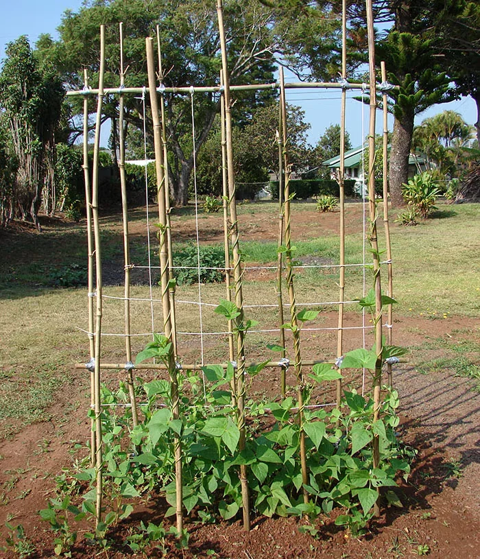 Seeds to Sow in the Garden in Spring