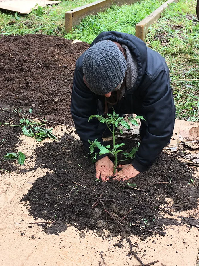 A tomato seedling is planted into a hole cut in the cardboard, then backfilled with compost.