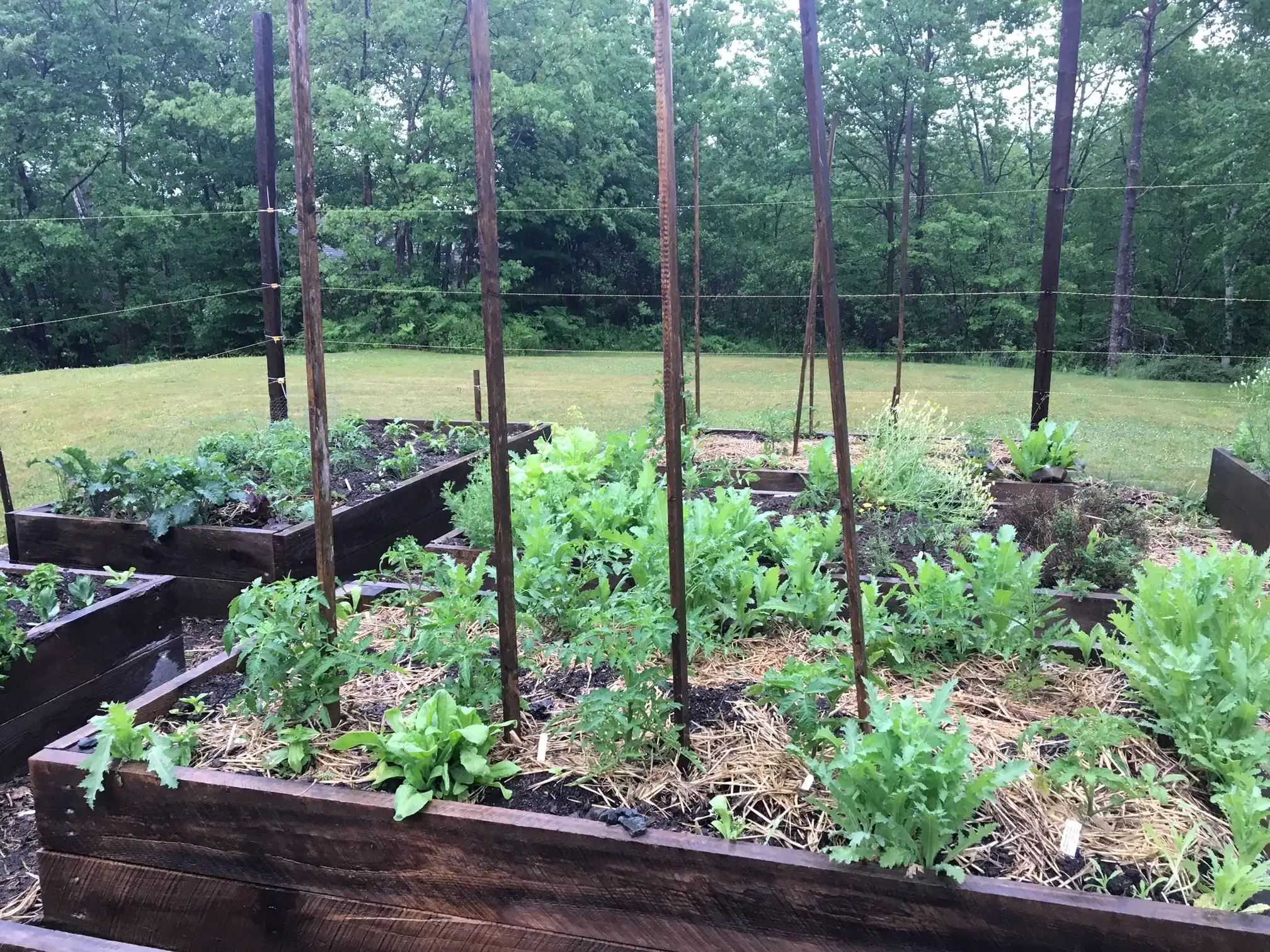 Staking Tomatoes Like a Pro Will…