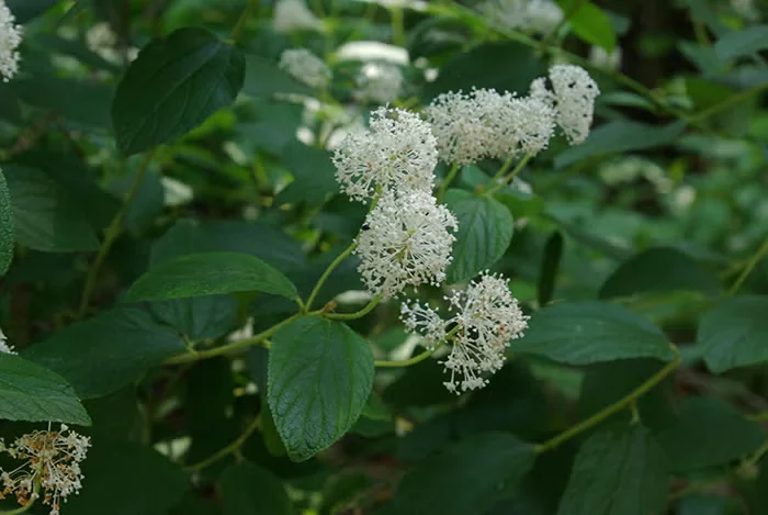 Tea Plants Native to North America