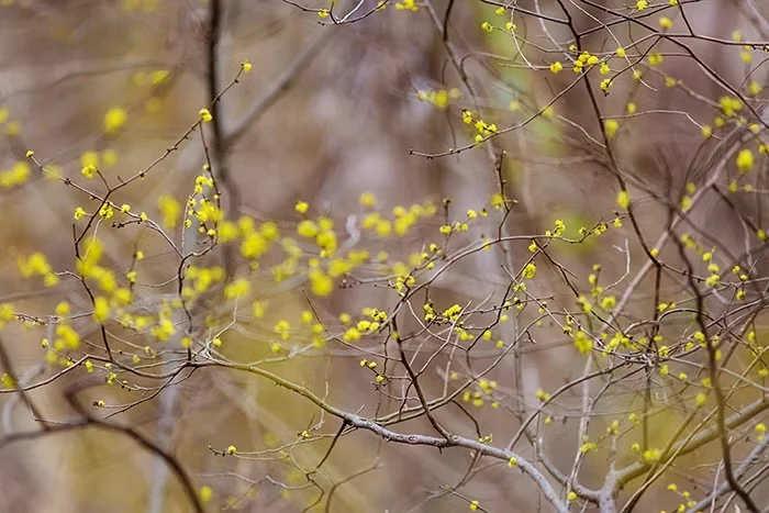 Spicebush