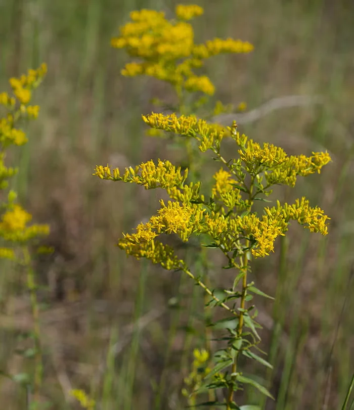 Anise-scented goldenrod