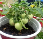 The Micro Tom Tomato