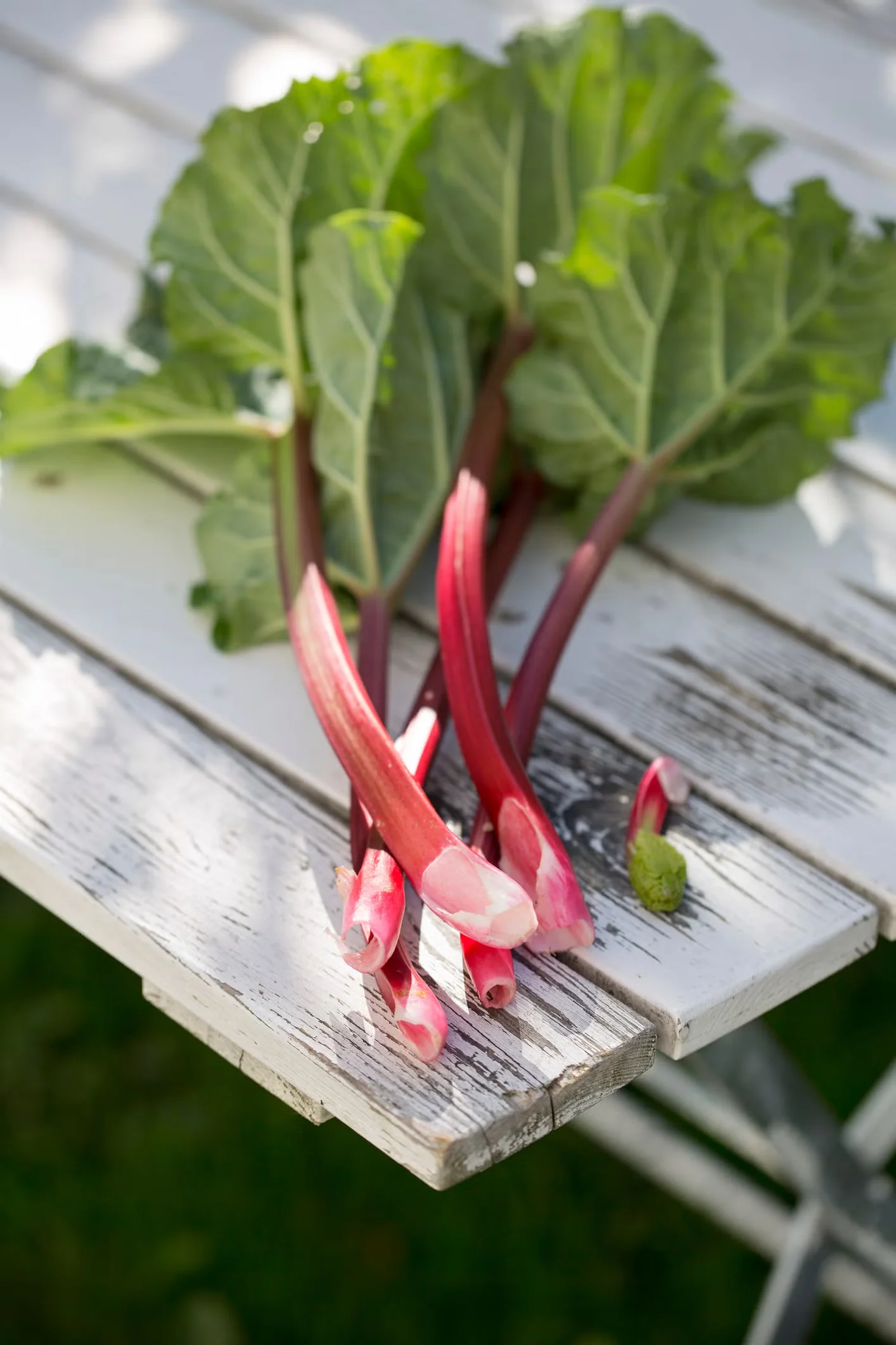 The Right Way to Harvest Rhubarb in 3 Steps