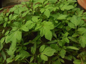 Tomato Planting Tricks for Cool Weather