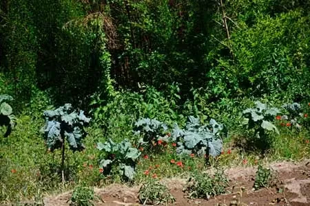 Tree Collards: How to Grow and Use Them