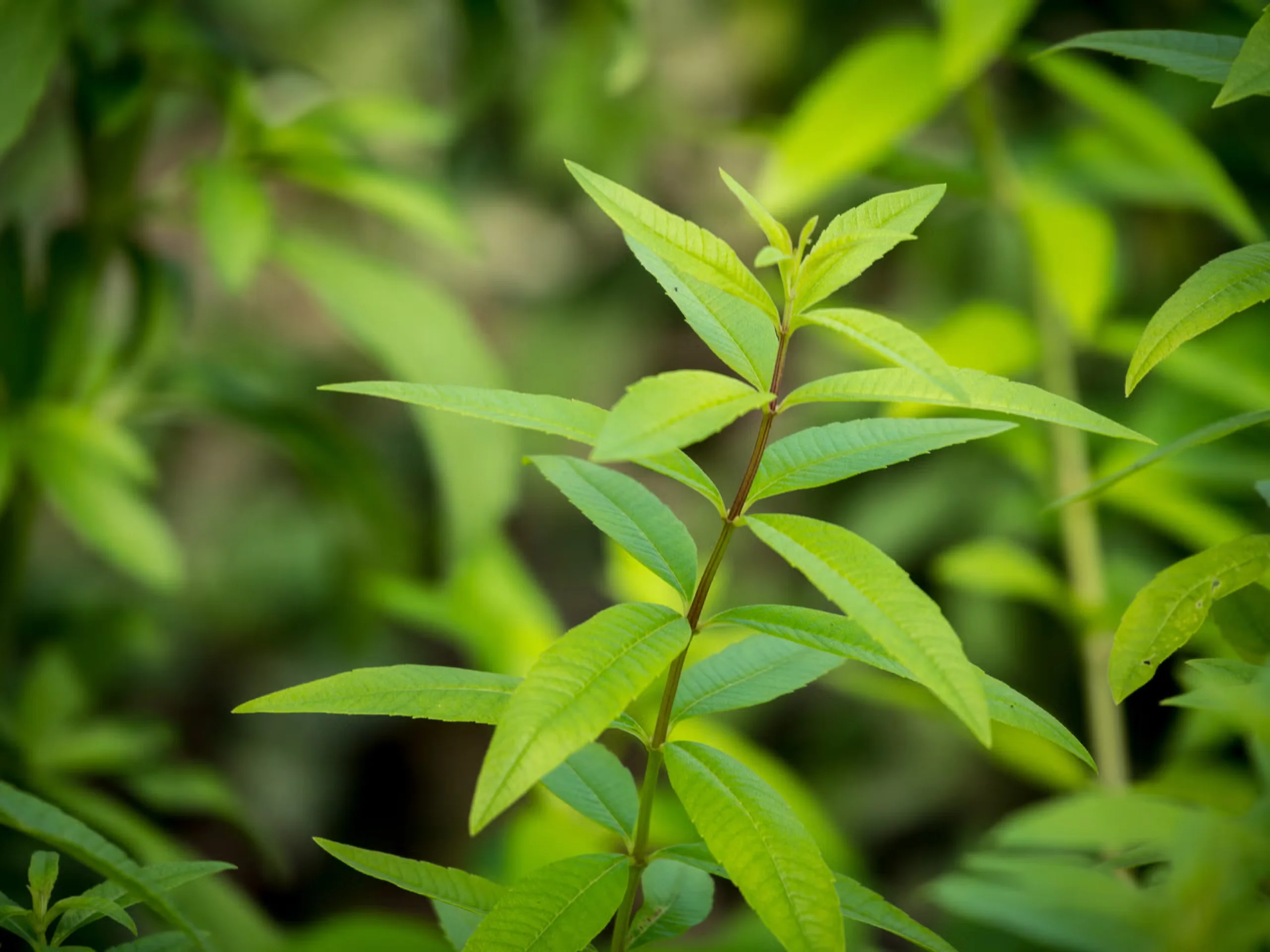 Uncommon Herbs to Grow at Home