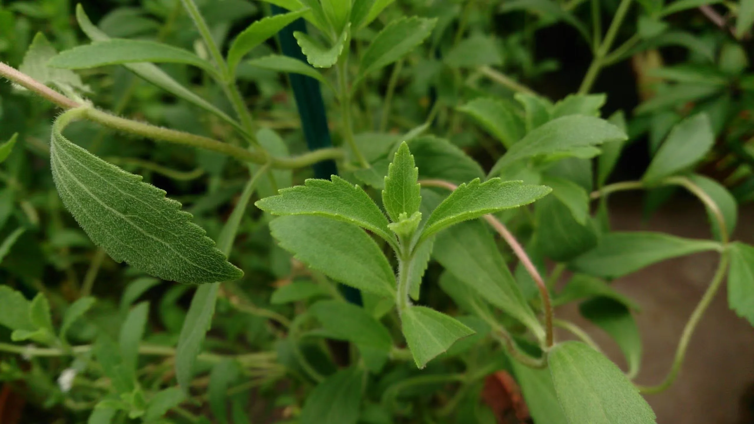 Stevia has an intense sweetness. It has similar growing requirements as basil.