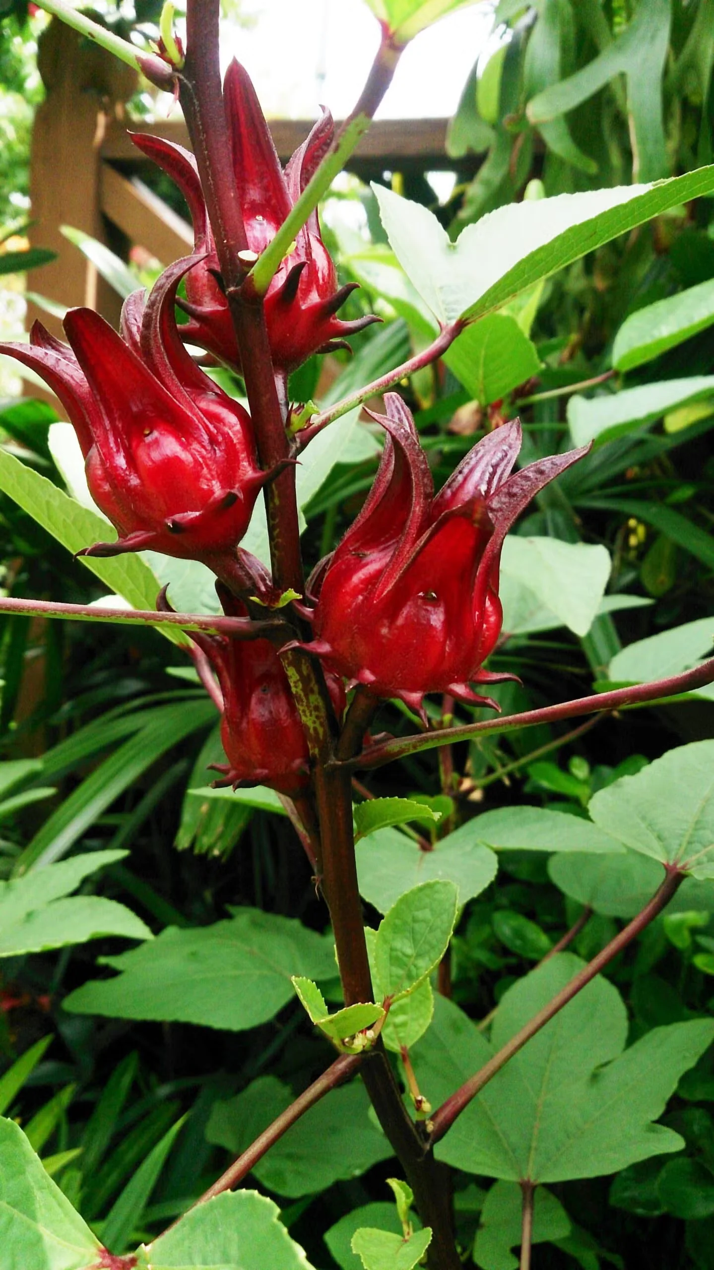Roselle is the hibiscus plant used in teas. It blooms with typical hibiscus flowers, but the red seedpods that follow are most commonly harvested.