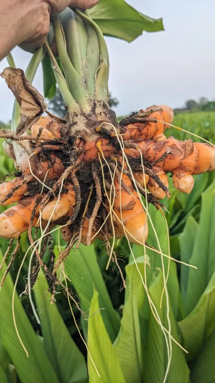 Turmeric is grown for its rhizomes. As with ginger, turmeric rhizomes bought in the produce department can give rise to plants, though it takes patience.