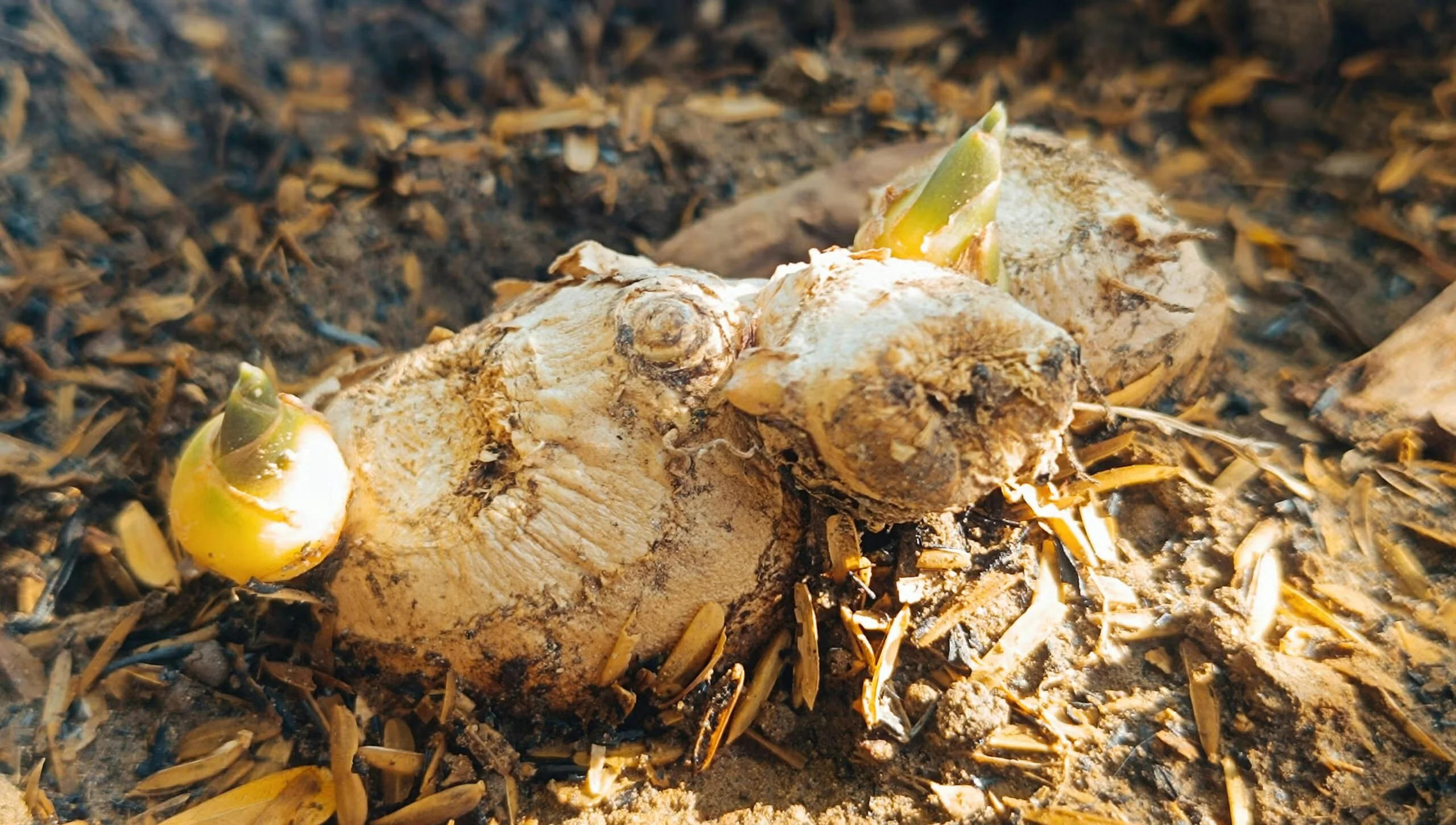 Ginger can be sprouted from rhizomes purchased at the grocery store.