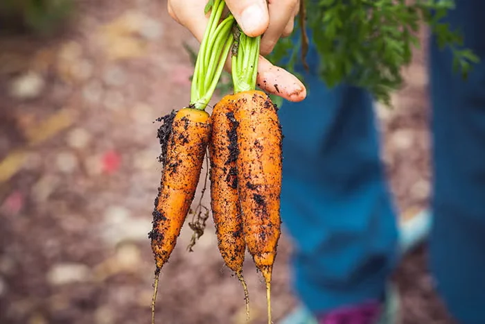 Vegetable Garden Midsummer Checklist