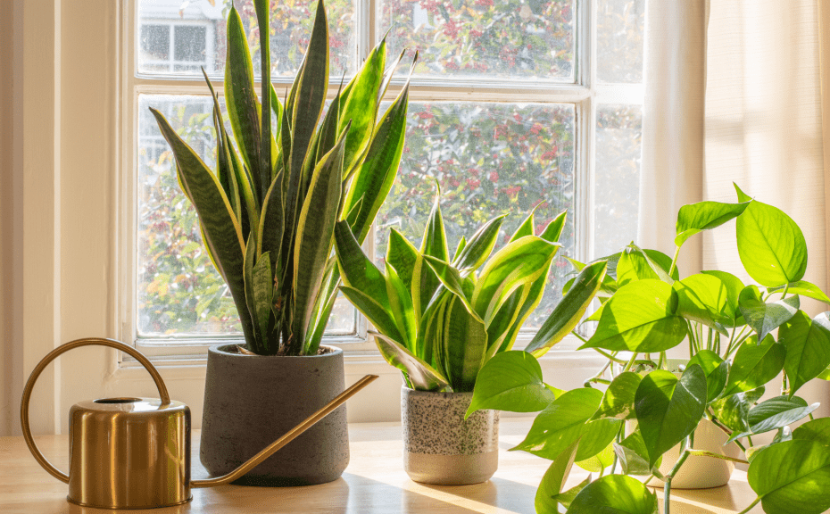 **10 Common House Plants That Will Survive Even the Most Careless Gardener**