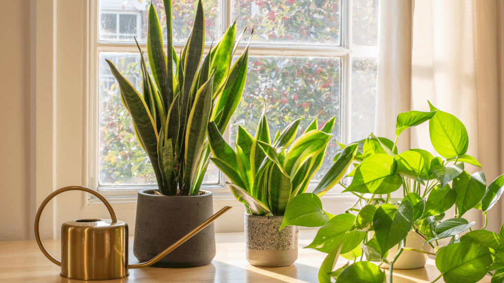 **10 Common House Plants That Will Survive Even the Most Careless Gardener**