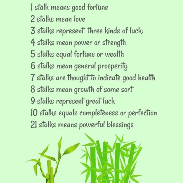 21 Fortune Plants with Step by Step Care Guide for Prosperity