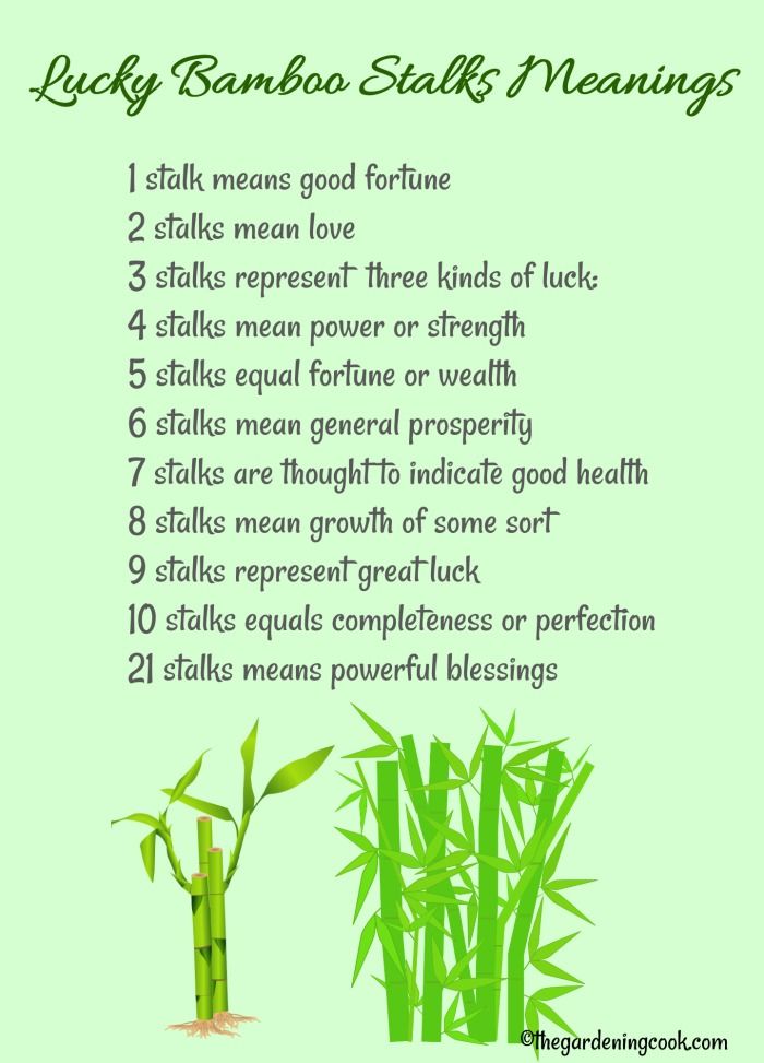 21 Fortune Plants with Step by Step Care Guide for Prosperity