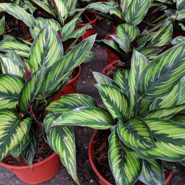 21 Stunning Calathea Varieties You Will Love – Plus Care Guide