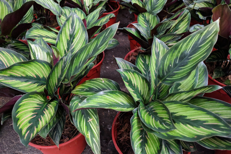 21 Stunning Calathea Varieties You Will Love – Plus Care Guide