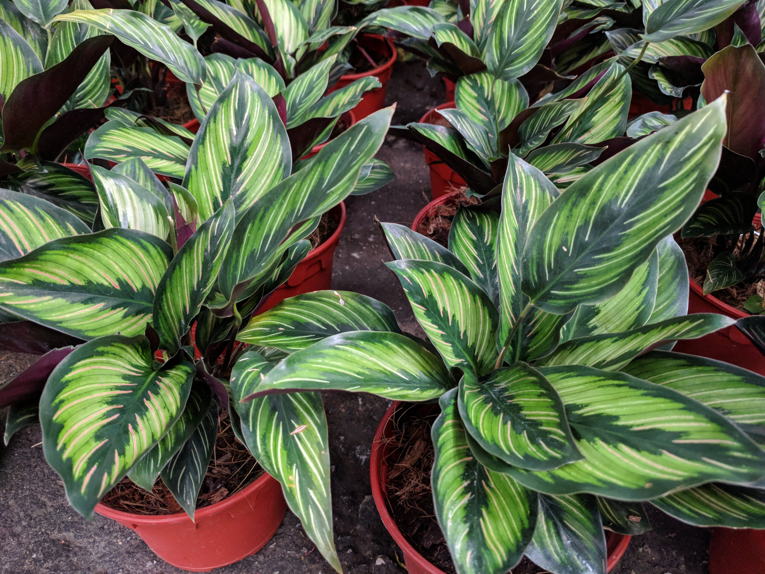 21 Stunning Calathea Varieties You Will Love – Plus Care Guide