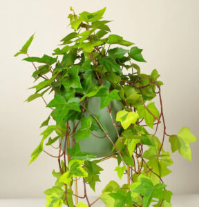 5 Stunning Types of Indoor Ivy Plants