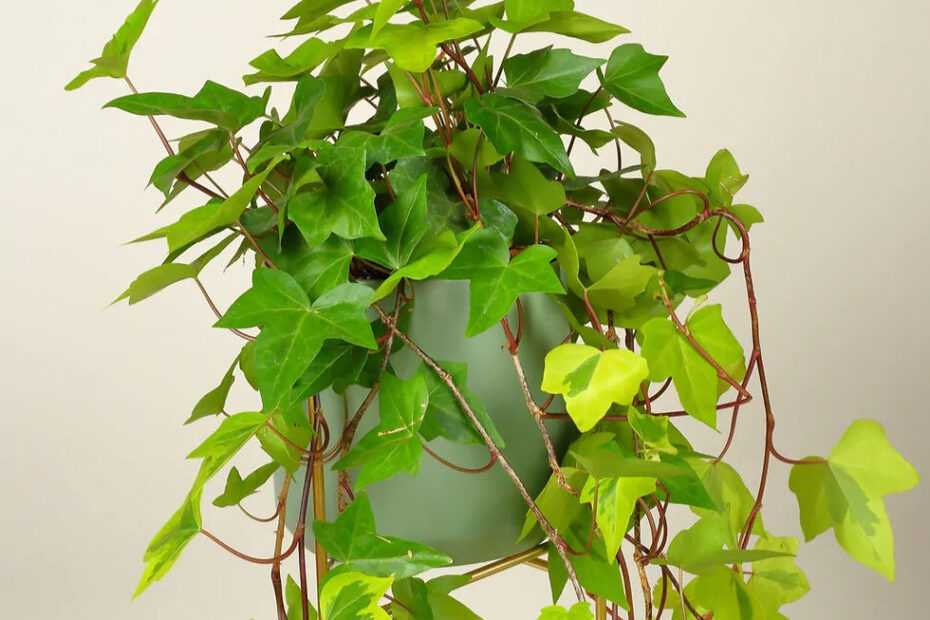 5 Stunning Types of Indoor Ivy Plants