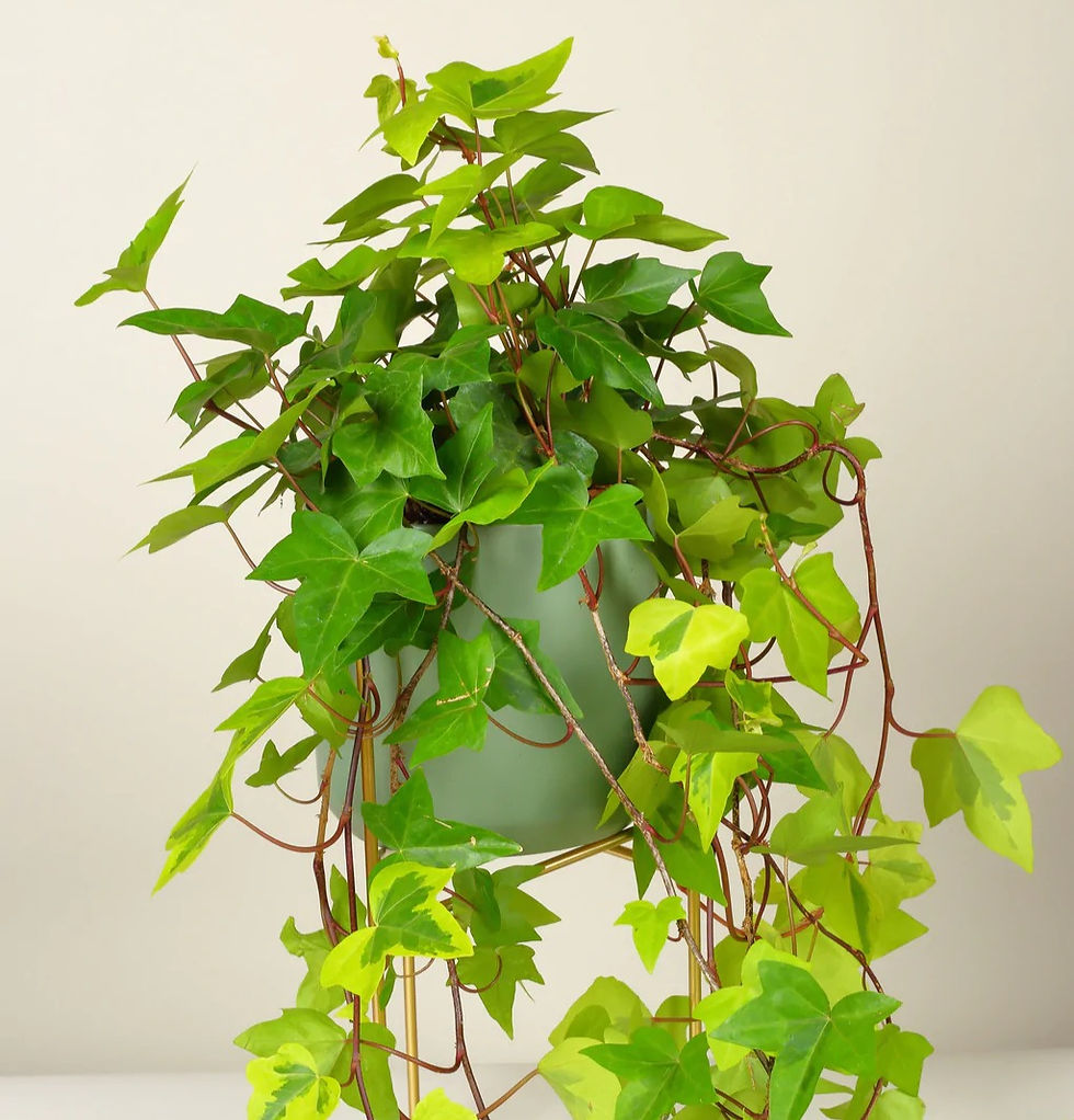 5 Stunning Types of Indoor Ivy Plants - Planting & Seeding