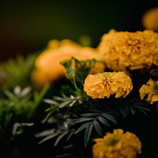 Golden Beauties: A Guide to Planting Marigolds