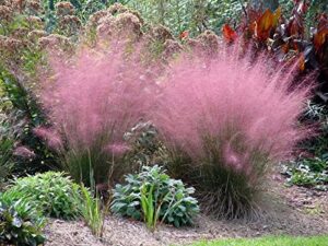 **A Touch of Pink: Muhly Grass for a Summer Garden**