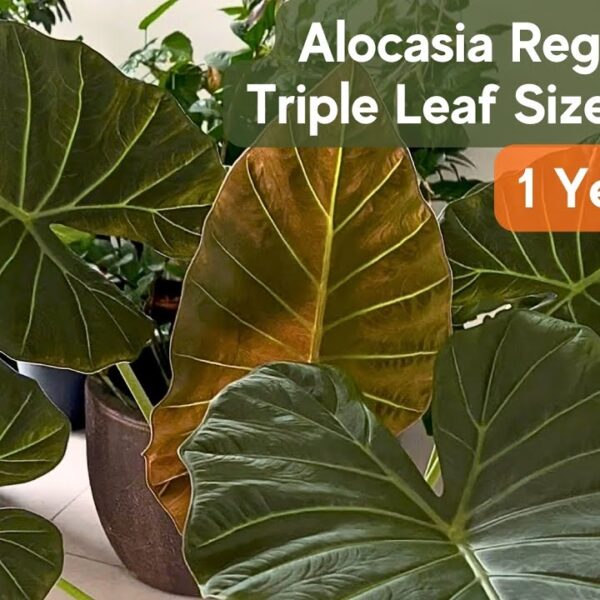 Alocasia Regal Shield: Great Tips for a Healthy Growth