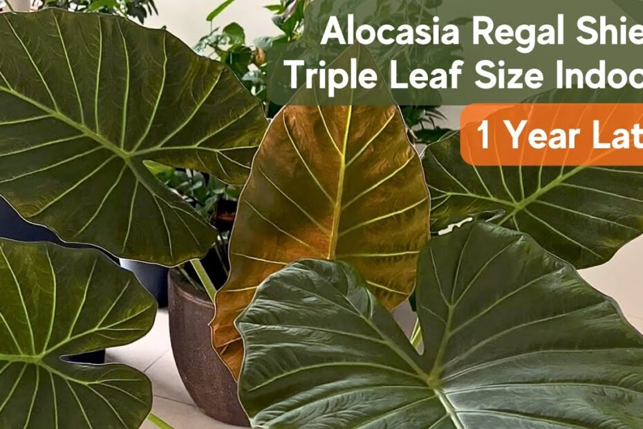 Alocasia Regal Shield: Great Tips for a Healthy Growth