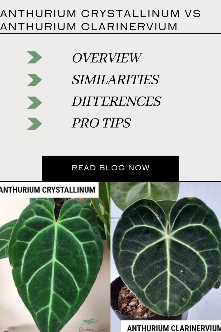 Anthurium Crystallinum vs Clarinervium: Deciphering the Differences