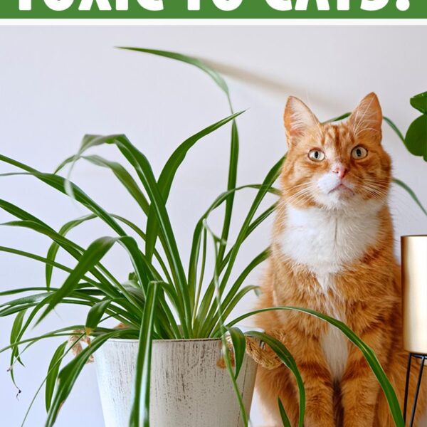 Are Spider Plants Harmful to Your Feline Friends?