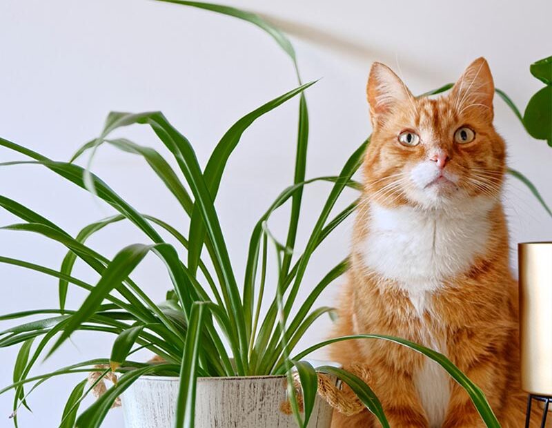 Are Spider Plants Harmful to Your Feline Friends?🌿