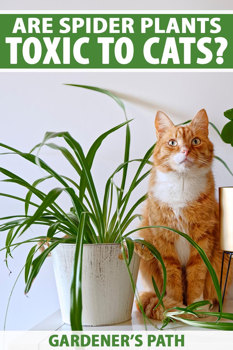 Are Spider Plants Harmful to Your Feline Friends?🌿