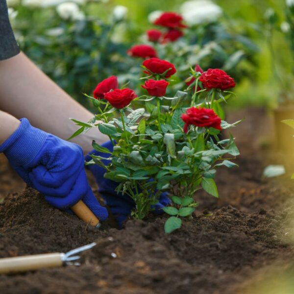 Avoid Planting Roses in These Places: Here's Why