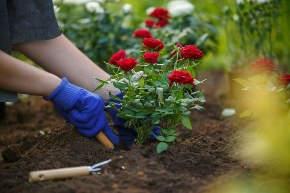 Avoid Planting Roses in These Places: Here's Why