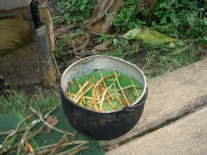 **Ayahuasca: The Plant of Spiritual Healing**